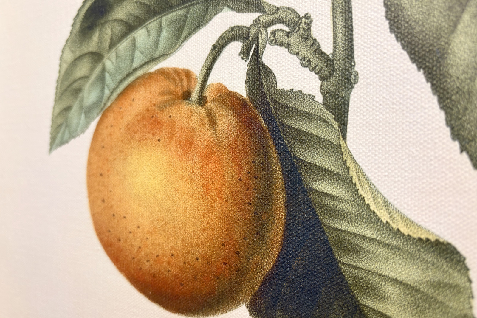 Hořký pomeranč (Citrus aurantium) s fialovými plody od Pierre Joseph Redoute (1759-1840) - Pierre-Joseph Redouté