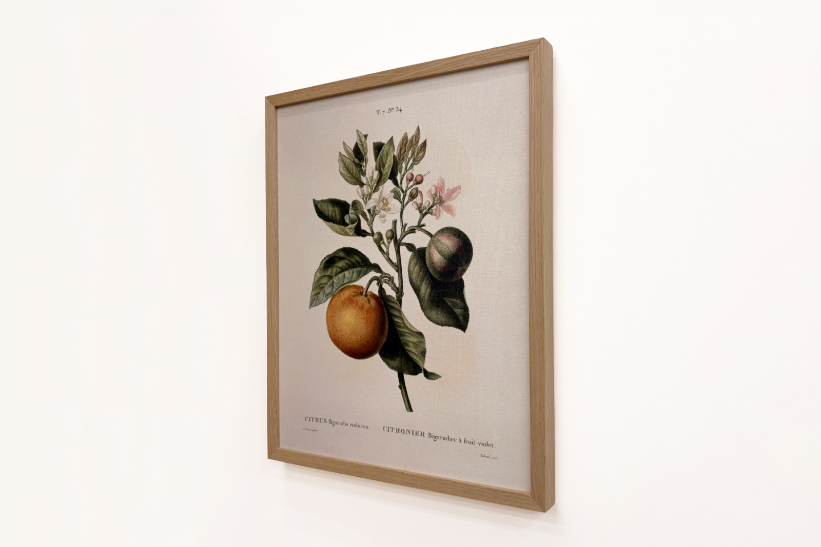 Hořký pomeranč (Citrus aurantium) s fialovými plody od Pierre Joseph Redoute (1759-1840) - Pierre-Joseph Redouté