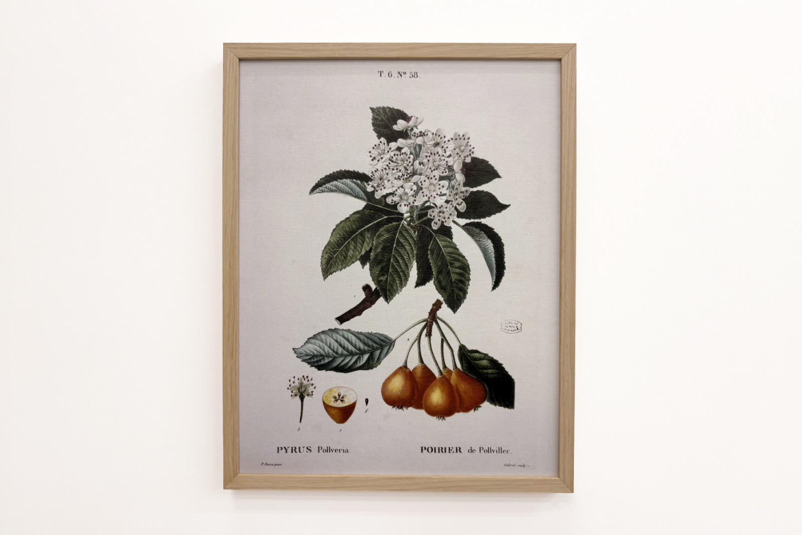 Poirier de Pollviller - v „“ Nouveau Duhamel du Monceau ou traité des arbres et shrustes que le culture en France““, postavy podle kreseb P. J. Redoute et P. Bessa, Paříž - Pierre Joseph (after) Redoute