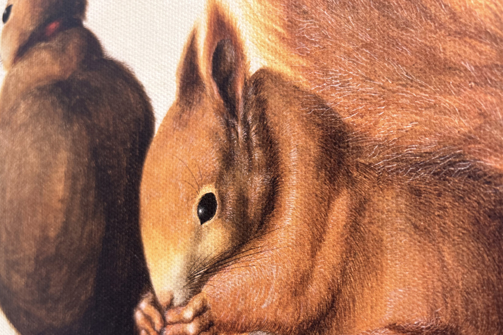 Veverky, 1512 (tempera na pergamenu) - Albrecht Dürer