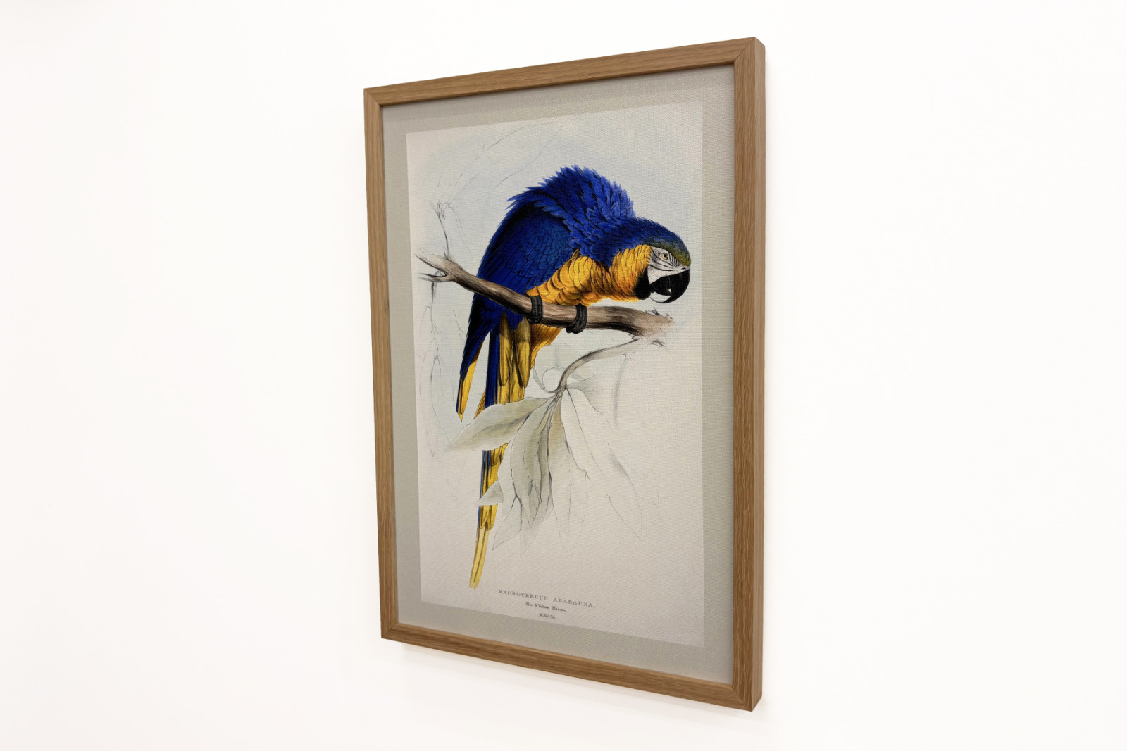 Trasa Ararauna - Edward Lear