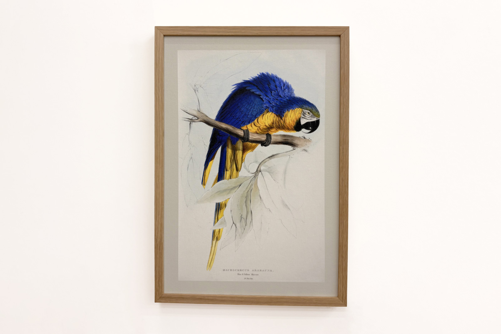 Trasa Ararauna - Edward Lear