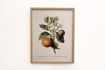 Hořký pomeranč (Citrus aurantium) s fialovými plody od Pierre Joseph Redoute (1759-1840) - Pierre-Joseph Redouté