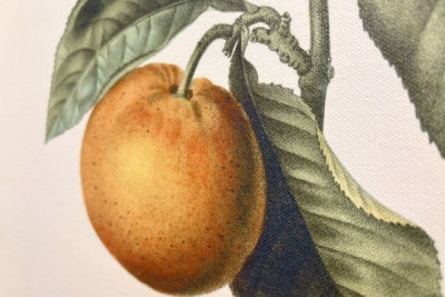 Hořký pomeranč (Citrus aurantium) s fialovými plody od Pierre Joseph Redoute (1759-1840) - Pierre-Joseph Redouté