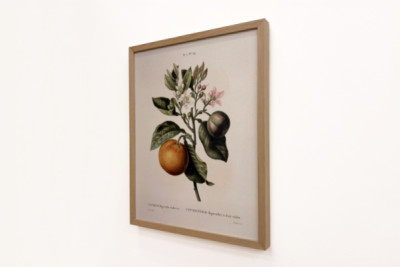 Hořký pomeranč (Citrus aurantium) s fialovými plody od Pierre Joseph Redoute (1759-1840) - Pierre-Joseph Redouté