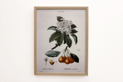 Poirier de Pollviller - v „“ Nouveau Duhamel du Monceau ou traité des arbres et shrustes que le culture en France““, postavy podle kreseb P. J. Redoute et P. Bessa, Paříž
