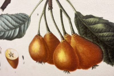 Poirier de Pollviller - v „“ Nouveau Duhamel du Monceau ou traité des arbres et shrustes que le culture en France““, postavy podle kreseb P. J. Redoute et P. Bessa, Paříž
