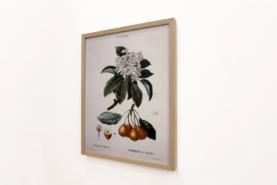 Poirier de Pollviller - v „“ Nouveau Duhamel du Monceau ou traité des arbres et shrustes que le culture en France““, postavy podle kreseb P. J. Redoute et P. Bessa, Paříž