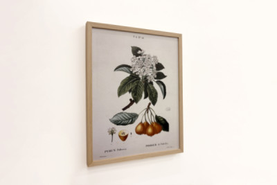 Poirier de Pollviller - v „“ Nouveau Duhamel du Monceau ou traité des arbres et shrustes que le culture en France““, postavy podle kreseb P. J. Redoute et P. Bessa, Paříž