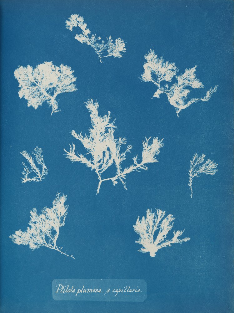 Ptilota plumosa. ß kapiláry, cca. 1853. od Anna Atkins