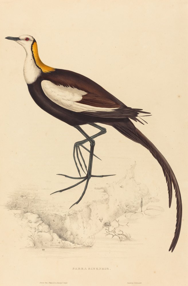 Parra Sinensis (Ostnák bažantí) od Elizabeth Gould