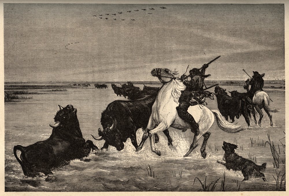 Býci (plemeno skotu) z camargue po malbě vayson- rytina „“ PATRIE“ - rytina „“ PATILE““ - POPIS PINTUREQUIRESSE DE LA FRANCE V 6 SVAZTECH LUCIEN HUARD - konec 19. stol. od French School