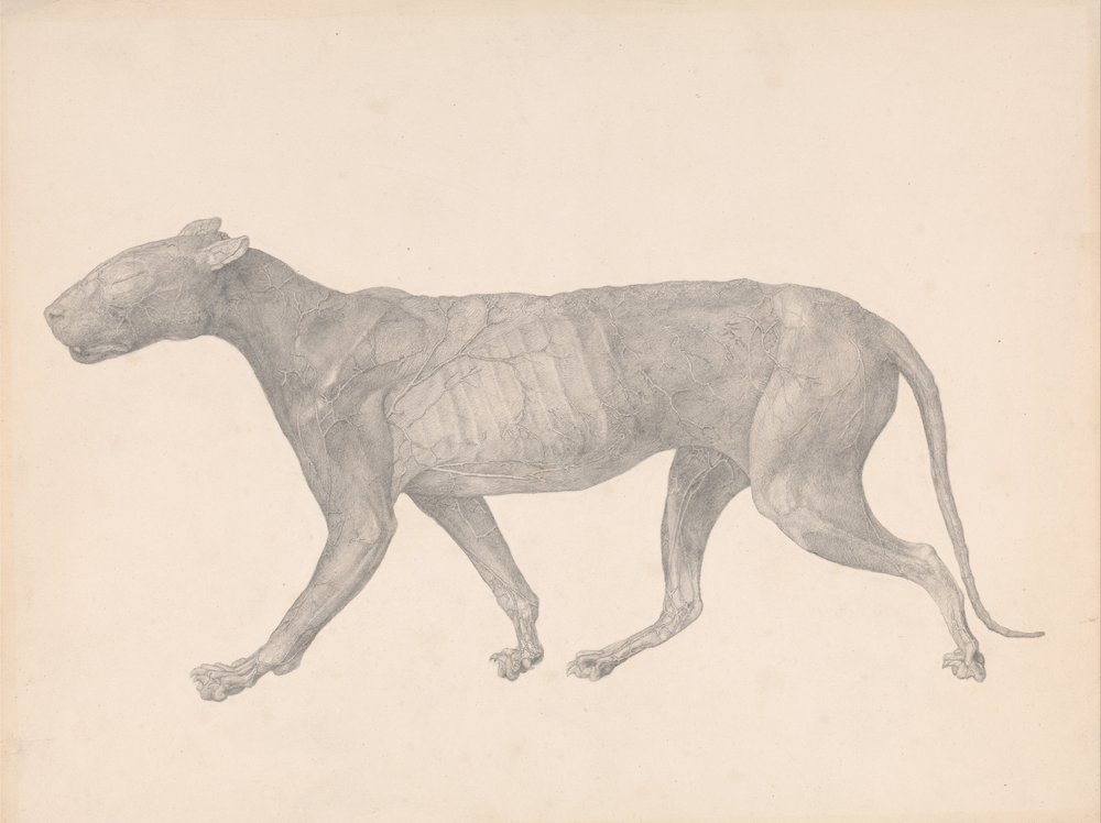 Srovnávací anatomický výklad stavby lidského těla s tělem tygra a běžné drůbeže:  (Dokončená studie pro tabulku IX) od George Stubbs