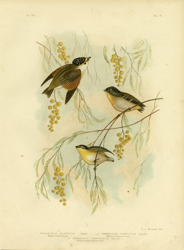 Skvrnitý diamantový pták nebo skvrnitý pardalote, 1891 od Gracius Broinowski