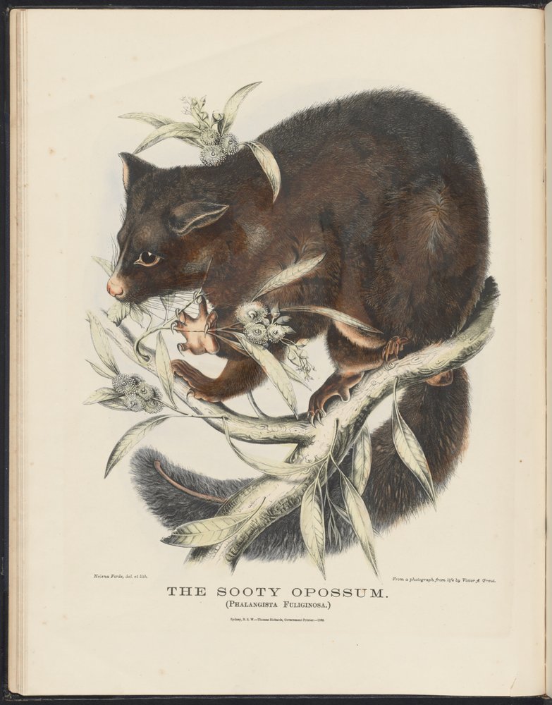 Savci Austrálie (Krefft) Nla.obj-33627803-10 The Sooty Opossum od Helena Scott