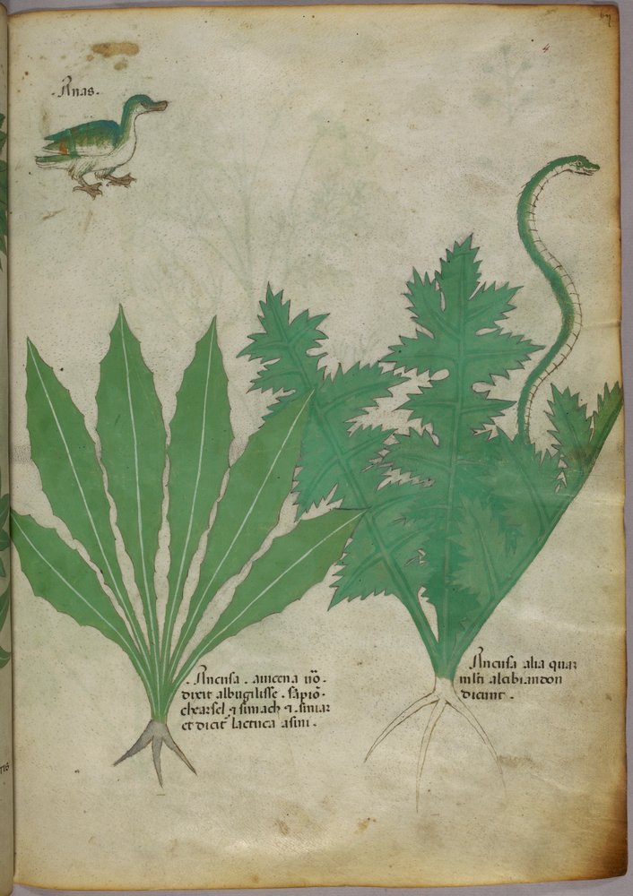 Botanická ilustrace rostlin, hada a kachny, asi 1440 (tuš a barva na pergamenu) od Italian School