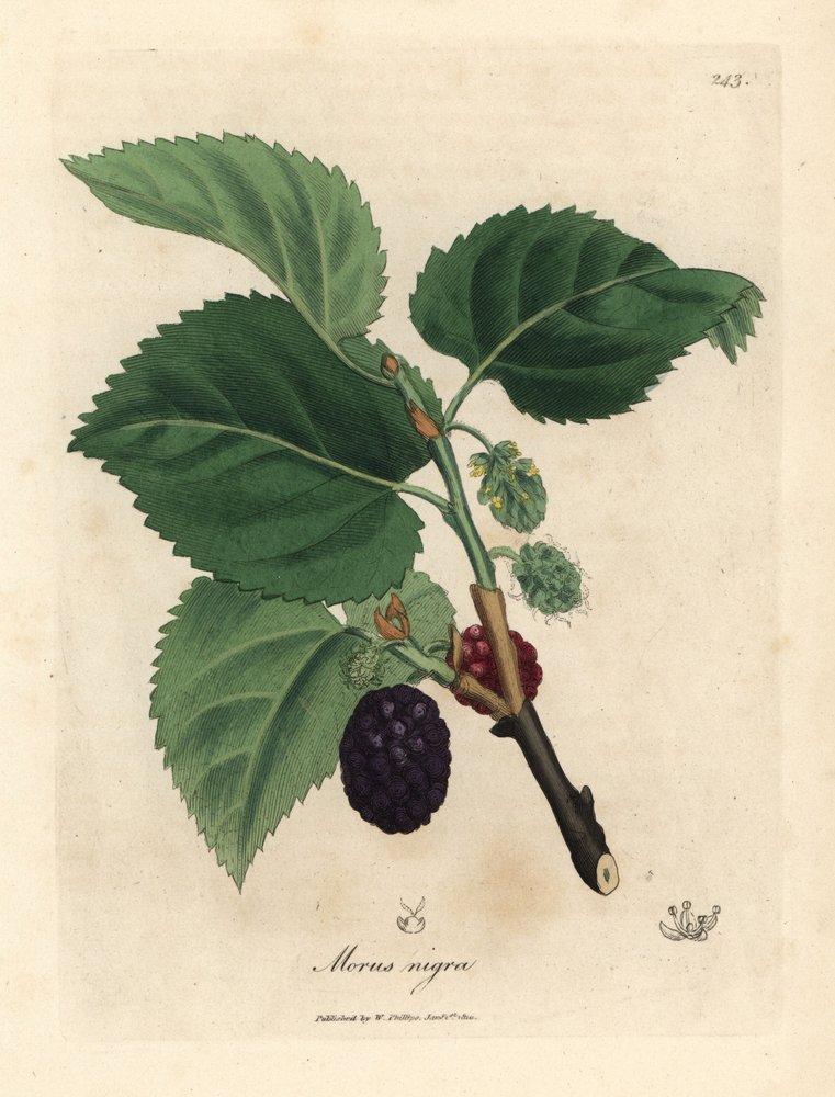 Morušovník obecný, Morus nigra od James Sowerby