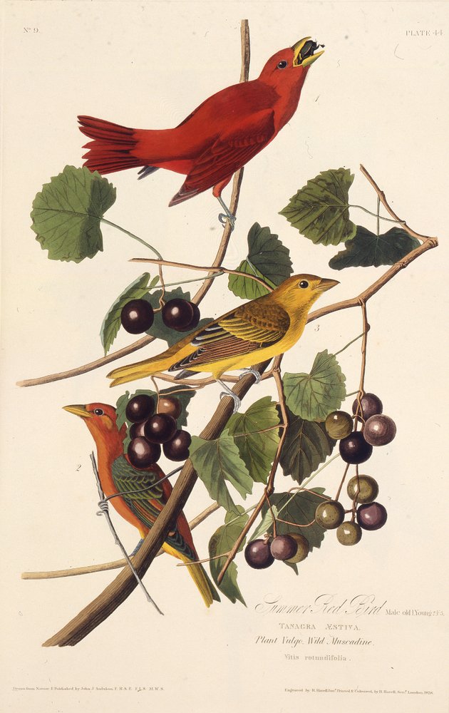 Letní červený pták. Z The Birds of America, 1827-1838. od John James Audubon