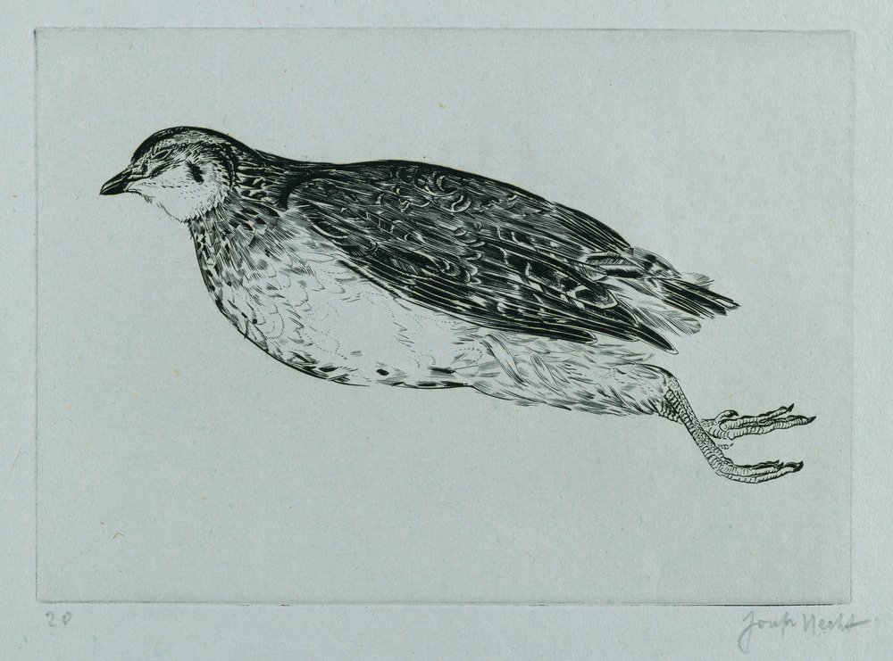 Dead Partridge (La Perdrix) (gravírování) od Joseph Hecht