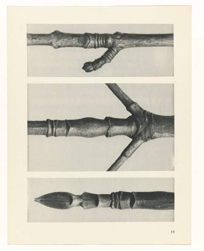 plánovat studii Archetypy umění (název série) od Karl Blossfeldt