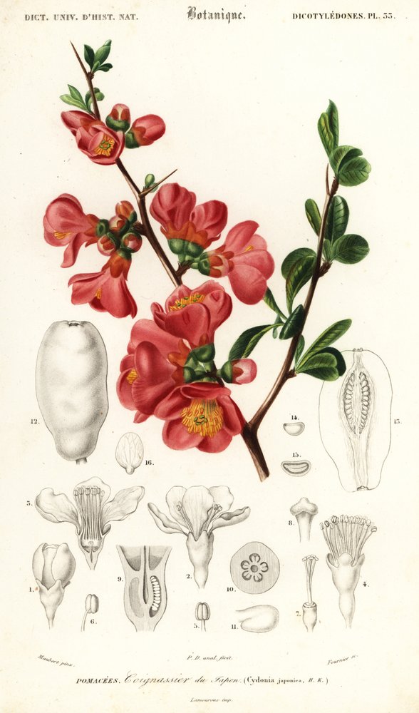 Kdoule japonská, Chaenomeles japonica., 1849 (rytina) od Louis Joseph Edouard Maubert