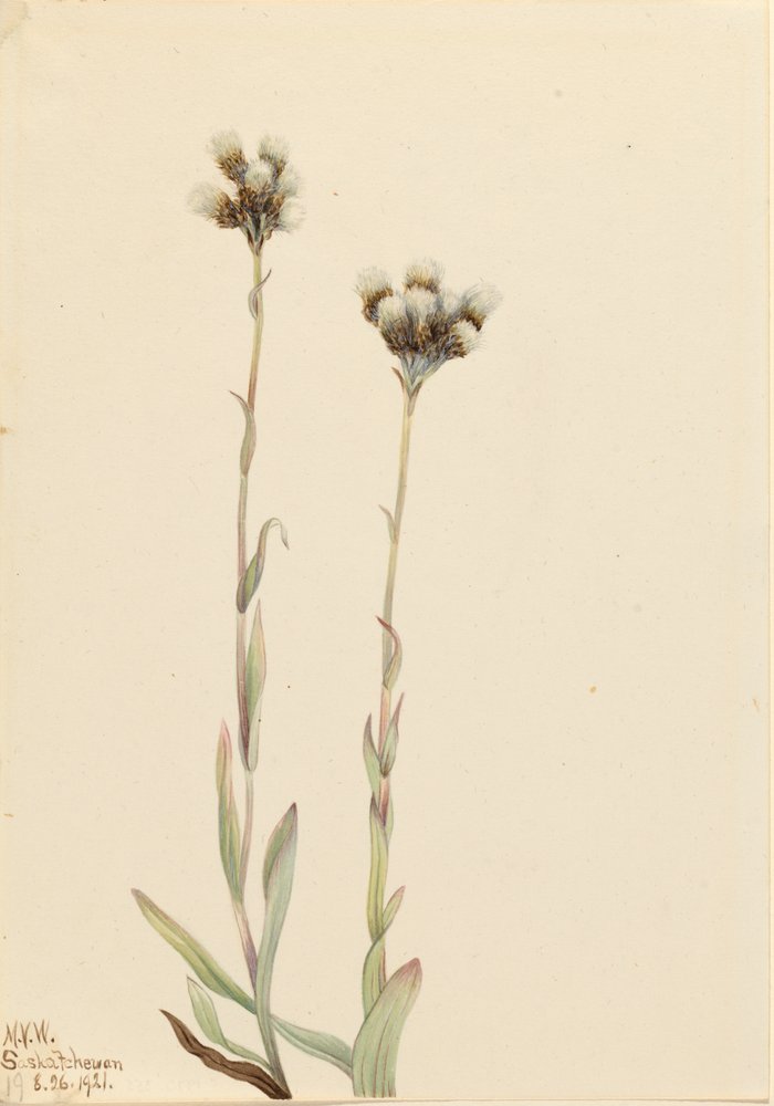 Šedé kočičí tlapky, Antennaria howellii, 1921. od Mary Vaux Walcott