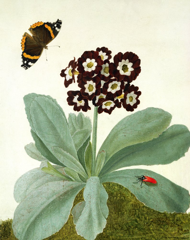 Primula Auricula s motýlem a broukem (kvaš přes tužku na pergamenu) od Matilda Conyers