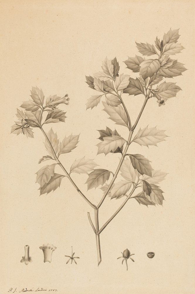 Desfonainia Spinosa, 1787 (špička štětce a šedá barva na papíře, položeno na kartě) od Pierre-Joseph Redouté