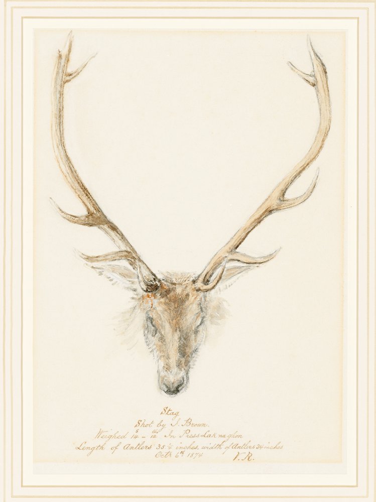 Jelen zastřelený Johnem Brownem, 1874 od Queen Victoria