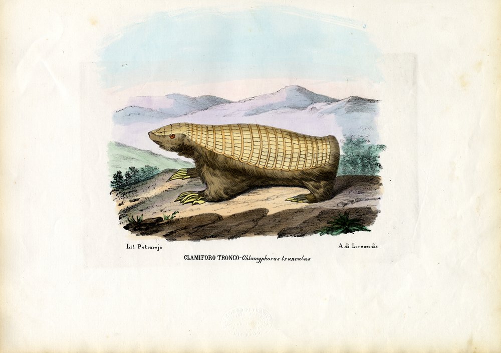 Růžový vílí pásovec, 1863-79 od Raimundo Petraroja