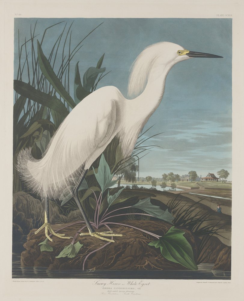 Volavka sněžná nebo volavka bílá od Robert Havell after John James Audubon