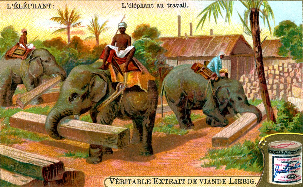 The Elephant at Work, c1900 od Unbekannt
