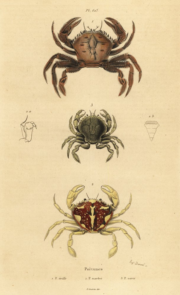 Krab sametový, Necora puber 1, krab mramorovaný, Liocarcinus marmoreus 2 a krab Pennantův, Portumnus latipes 3 od Unbekannt