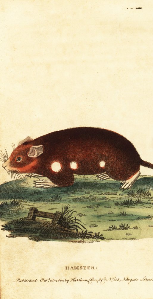Křeček evropský, Cricetus cricetus. Kriticky ohrožený. ,1800 (rytina) od Unbekannter Künstler
