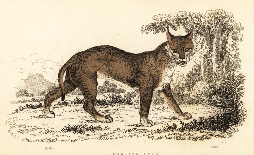 Rys kanadský, Lynx canadensis., 1834 (rytina) od William Alexander Forbes