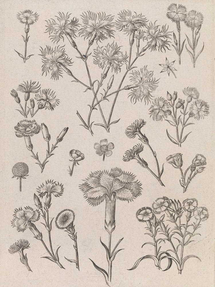  od Adriaen Collaert