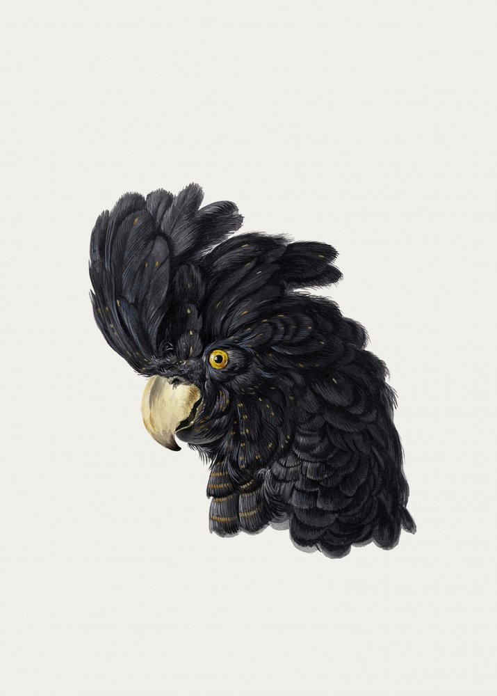 Hlava kakadu od Aert Schouman