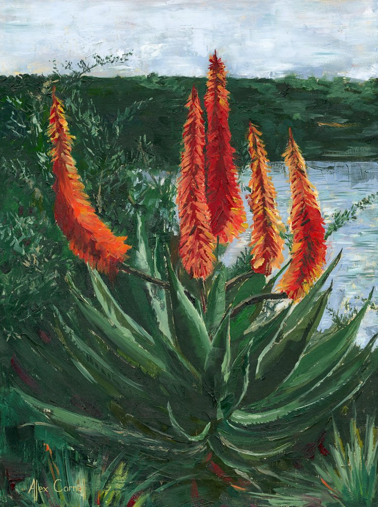 Živé jezero Aloe | Alex Cornell | Umělecká tisk