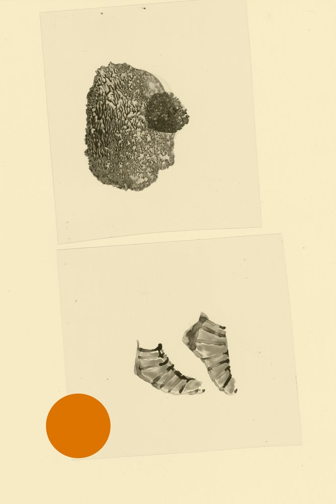 hlavonožec od Alexander Adiels