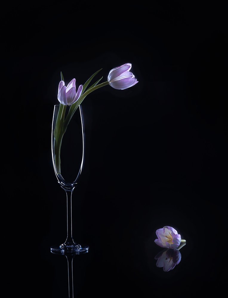 Elegantní fialové tulipány od Alice Sheng