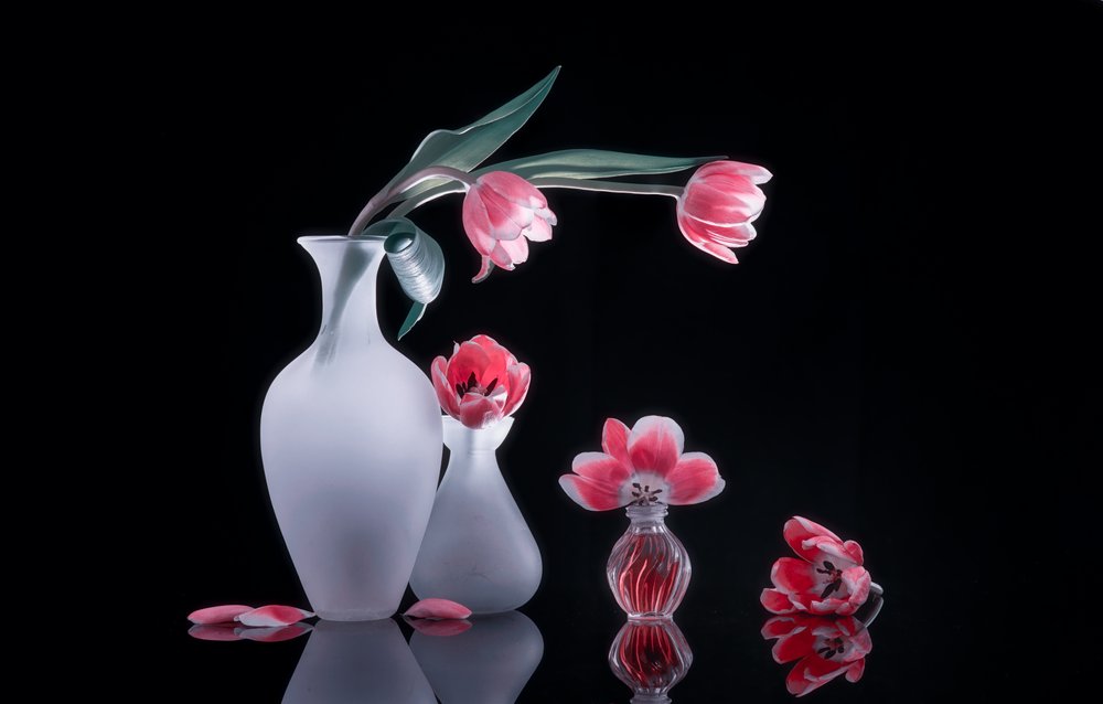 Zátiší s růžovými tulipány od Alice Sheng