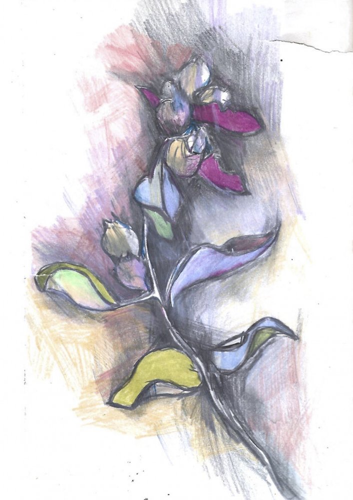 Barevná botanická kresba od Alice White