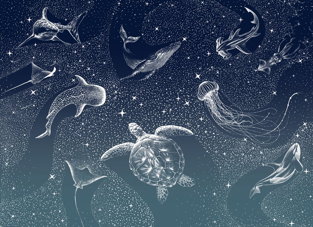 Nebeský mořský život od Alirıza ÇAKIR