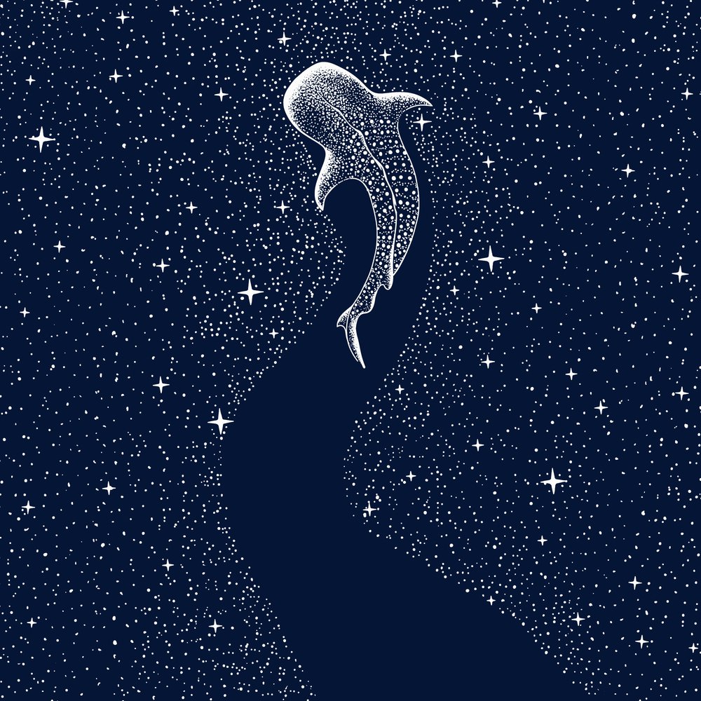 Hvězdnatý žralok velrybí od Alirıza ÇAKIR