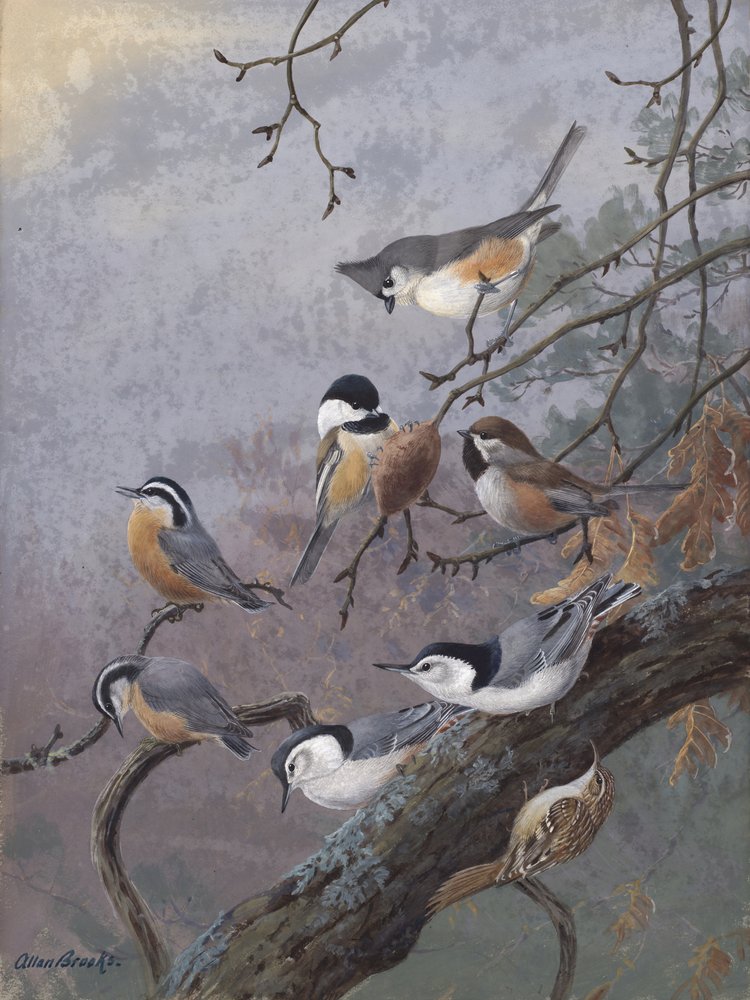 Směs pro ptáky od Allana Brookse od Allan Brooks