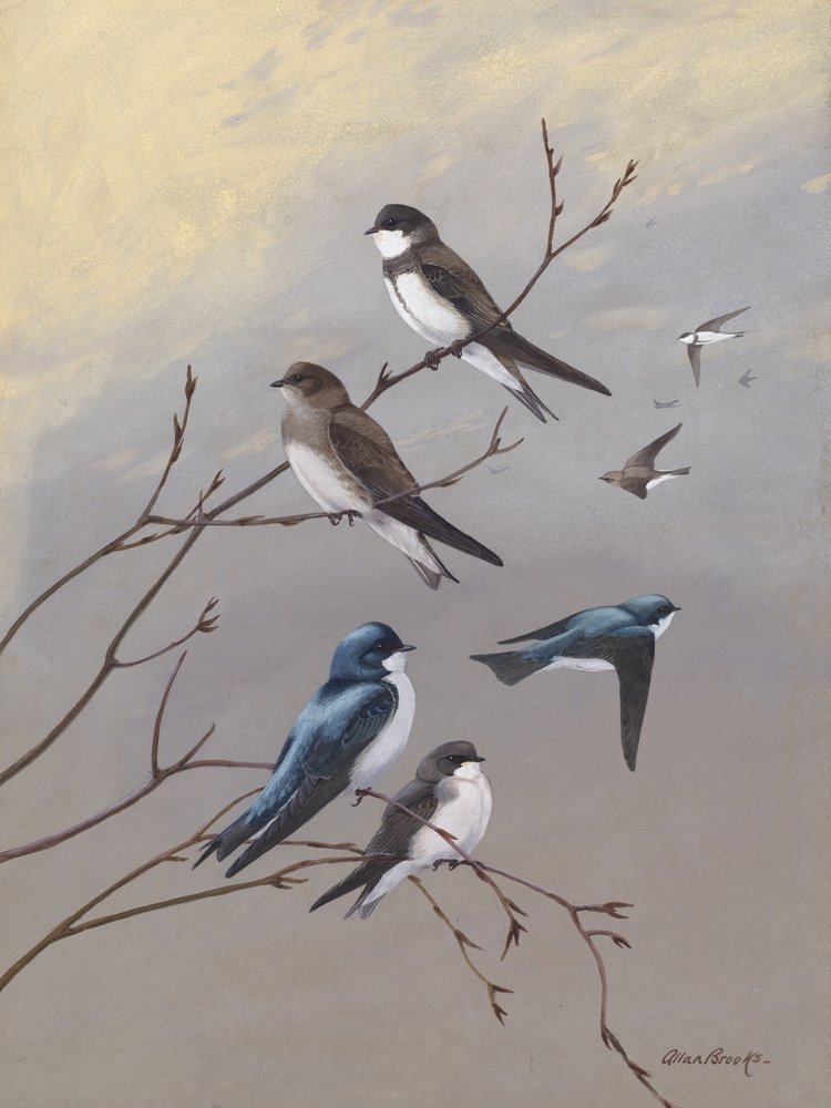 Vlaštovka od Allana Brookse od Allan Brooks