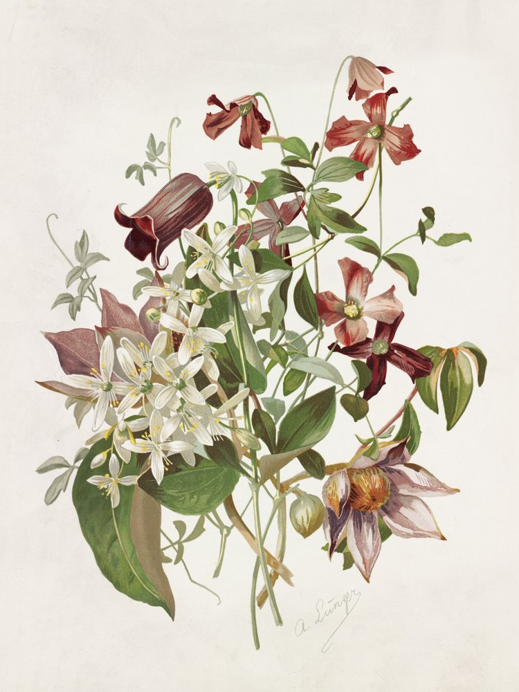 Clematis od Alois Lunzer