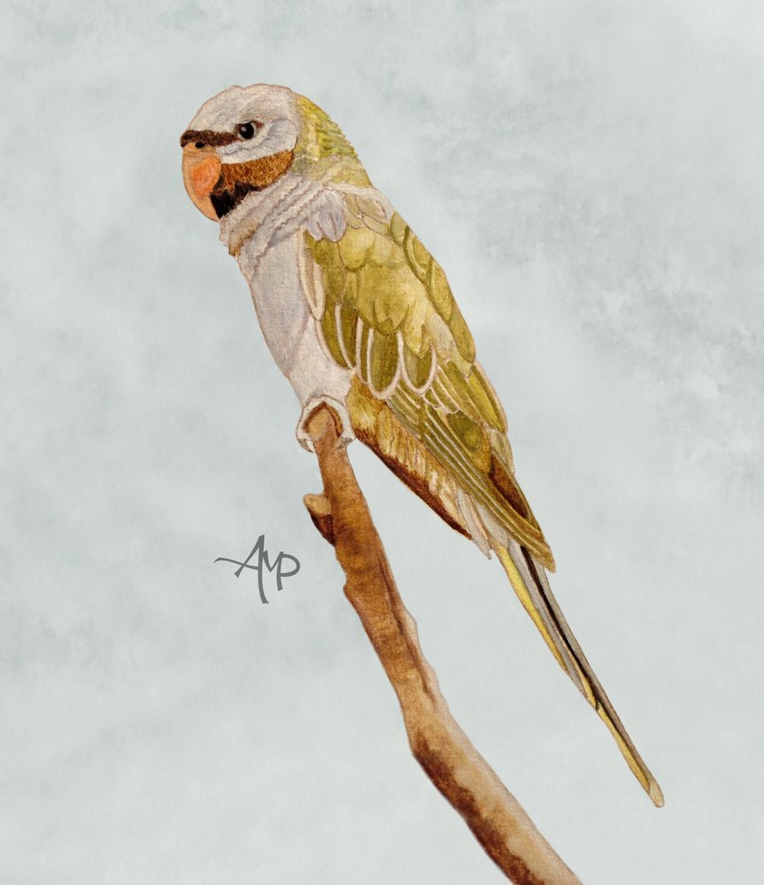  od Angeles M. Pomata