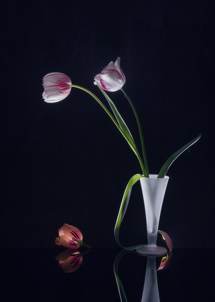 Elegantní zátiší s tulipány od Anna Qu