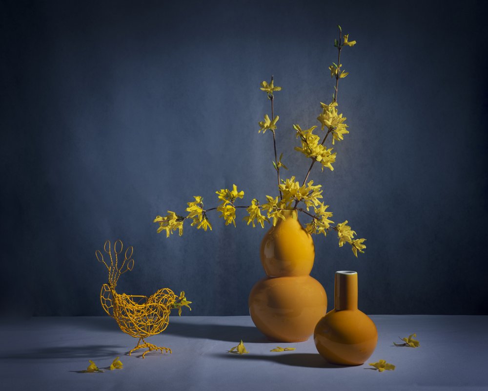 Zlatá forsythie – zátiší od Anna Qu